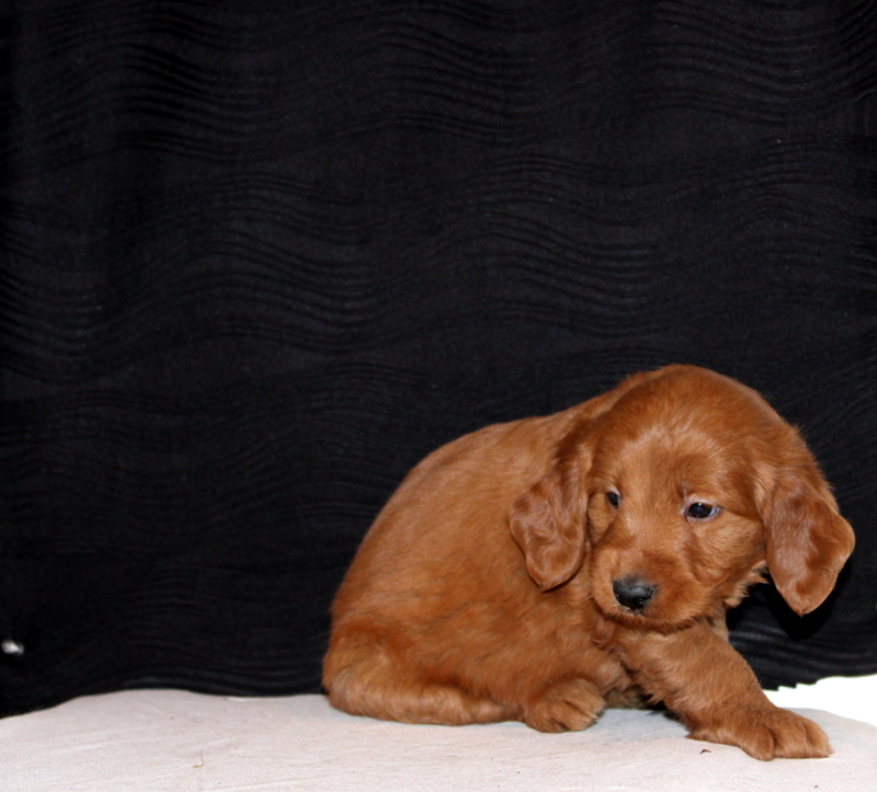 puppy, for, sale, Mini Goldendoodle F1, Matthew B. Stoltzfus, dog, breeder, Gap, PA, dog-breeder, puppy-for-sale, forsale, nearby, find, puppyfind, locator, puppylocator, aca